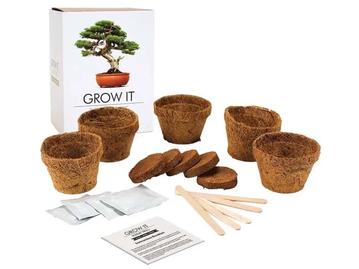 Bonsai Boompje Kit
