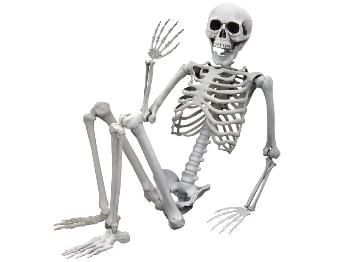 Levensgroot Skelet 1m70