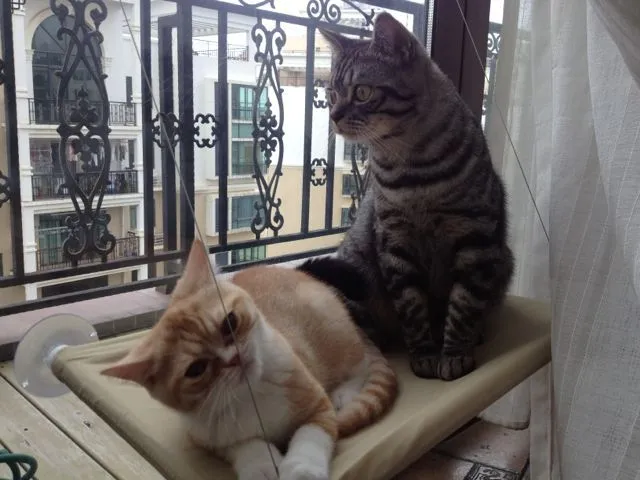 Katzenbett fürs Fenster