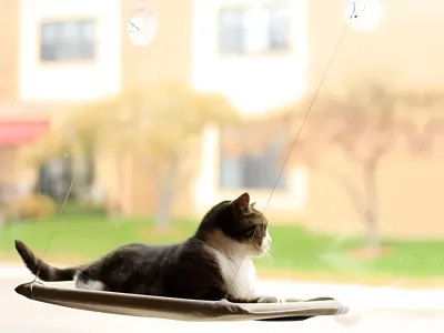 Cat Bed For By the Window