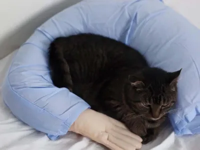 Coussin Boyfriend Arm