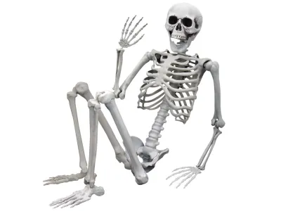 Levensgroot Skelet 1m70