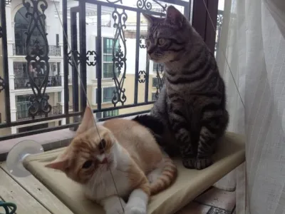 Katzenbett fürs Fenster