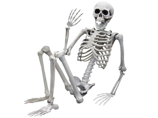 Levensgroot Skelet 1m70