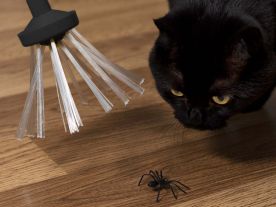 Spider Catcher, Attrape Araignée